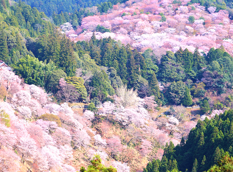 山桜の風景